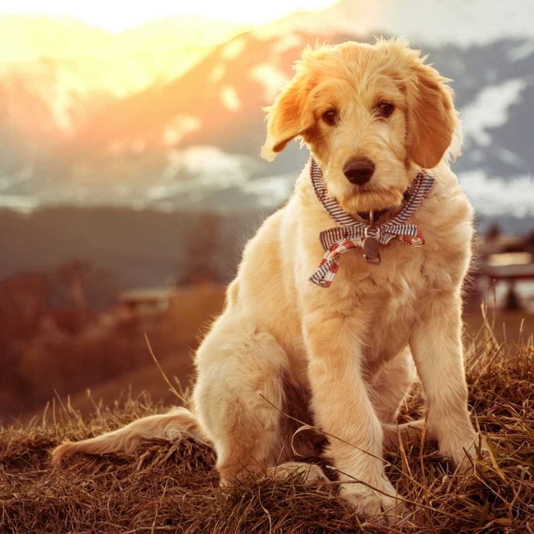 Paws and Sunshine: Summer Adventures with Your Dog in Colorado