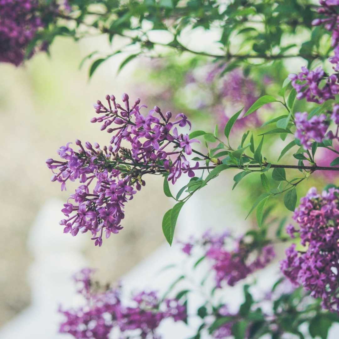 Summer Home Maintenance: Essential Tasks That Boost Your Property Value